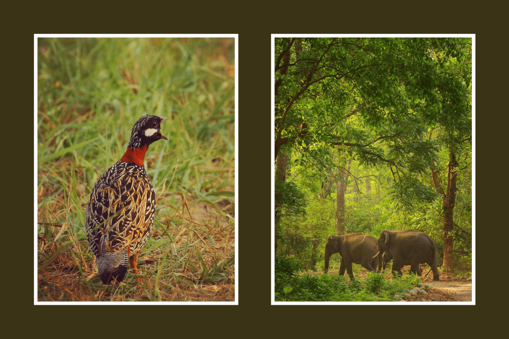 Jim Corbett National Park