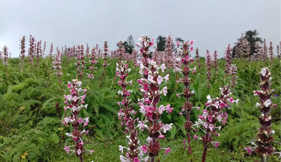 Dayara Bugyal camping