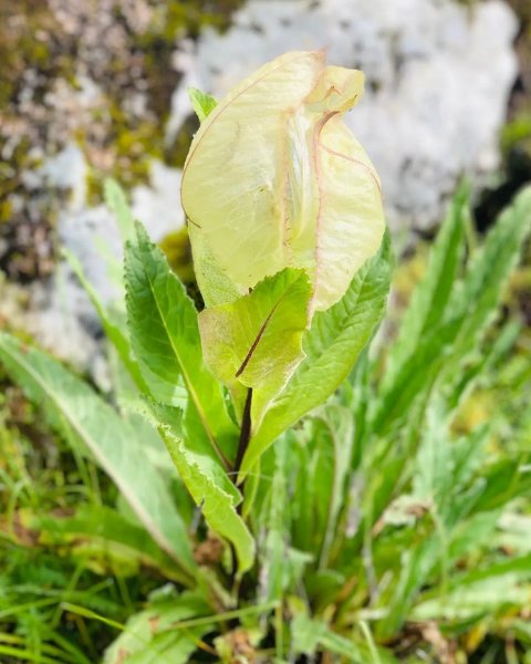 Brahm Kamal Uttarakhand State flower