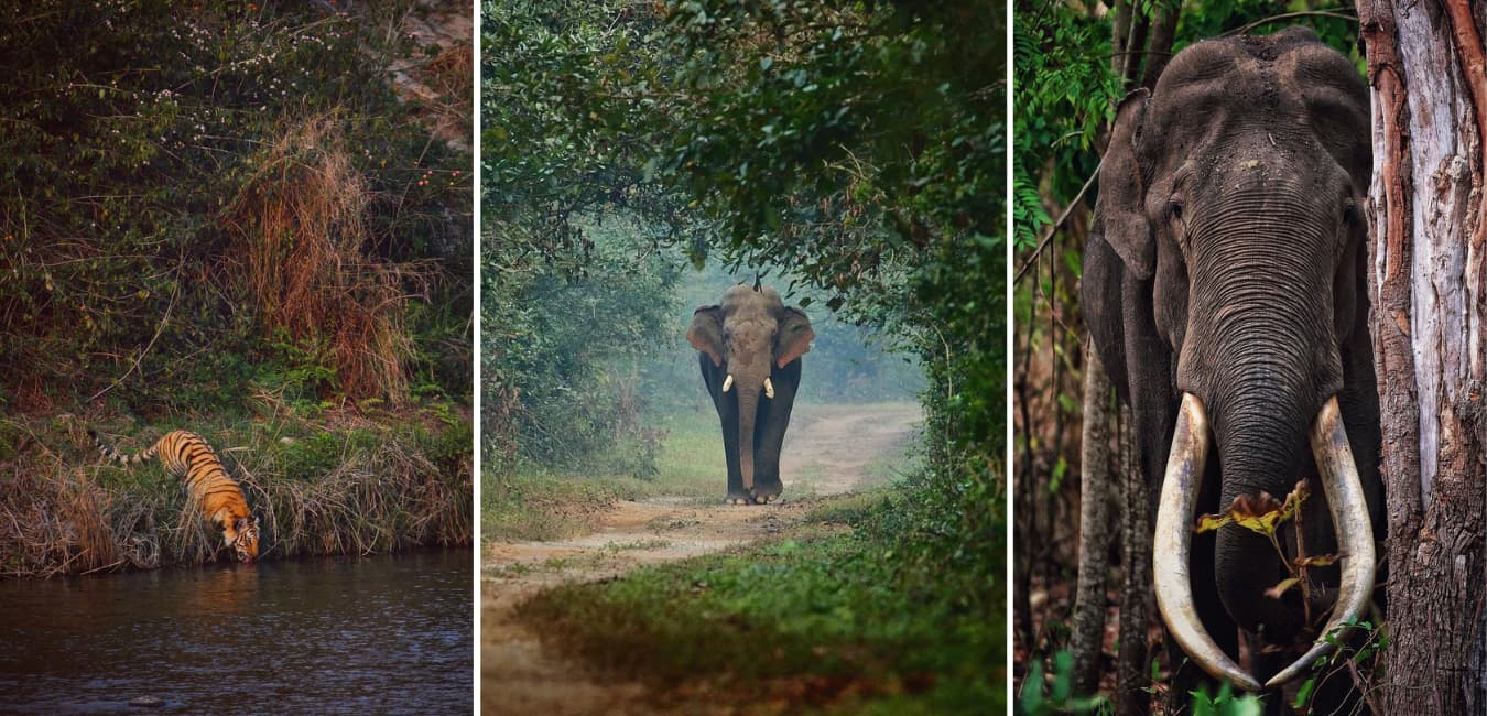 Sitabani Forest Reserve, places to visit in jim corbett national park