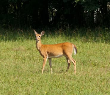 Place For Animal Enthusiasts
