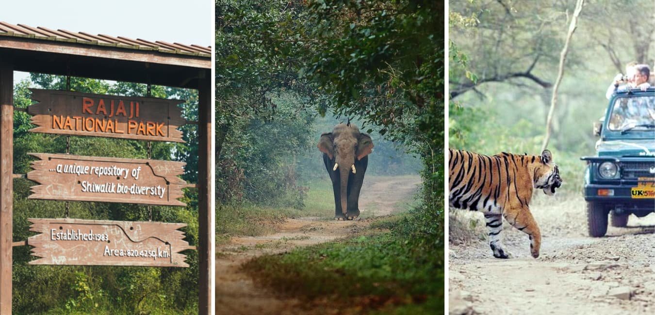Visit Rajaji tiger Reserve