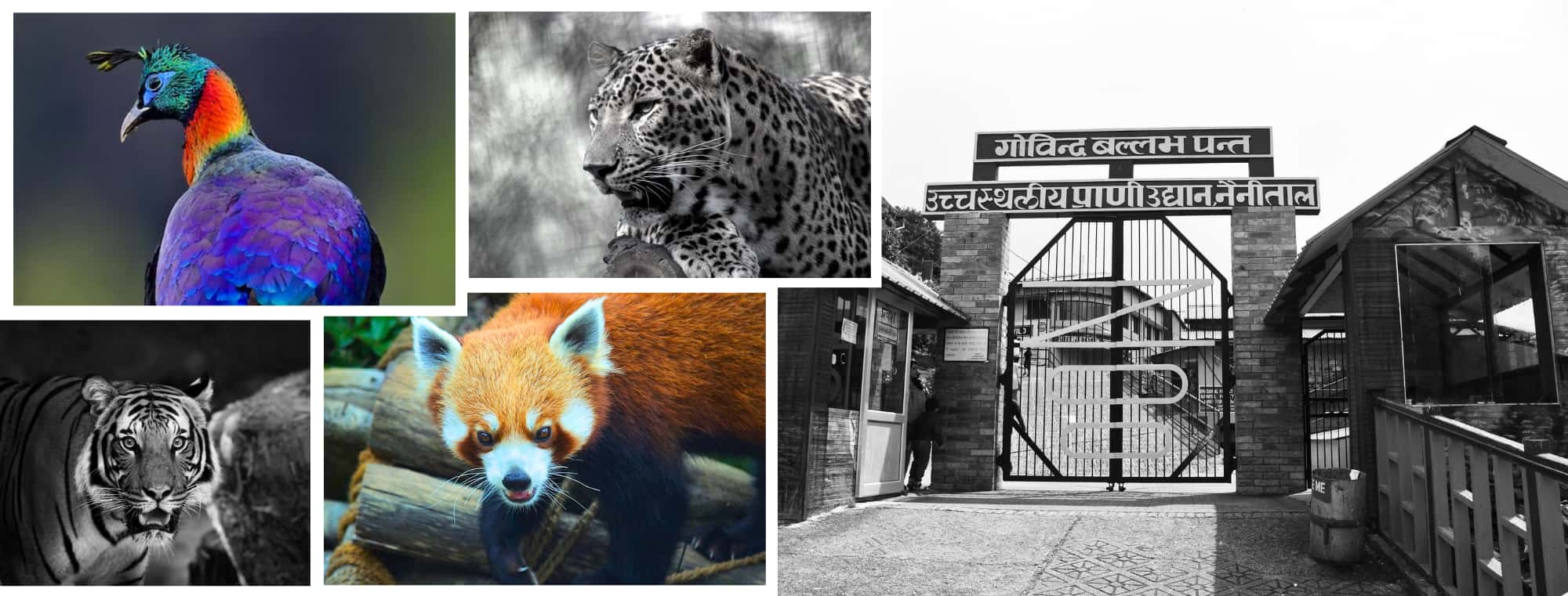 Visit GB Pant Zoo naintial