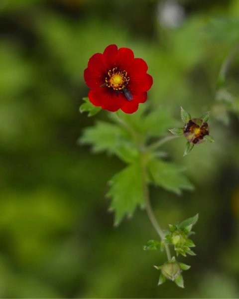 Potentilla Flamenco