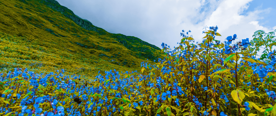 Valley of Flowers National Park Chamoli Uttarakhand India